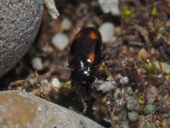 Elaphropus quadrisignatus
