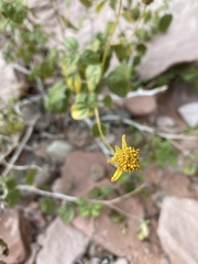 Encelia resinifera