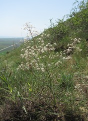 Trinia leiogona