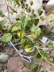 Encelia resinifera
