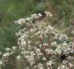 Trinia leiogona