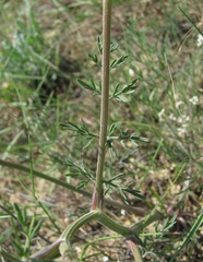 Trinia leiogona