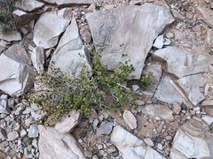 Encelia resinifera