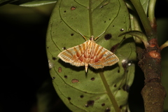Pagyda auroralis