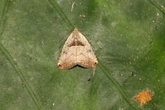 Rivula cognata