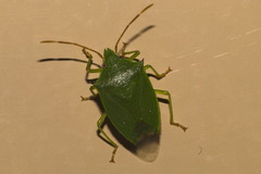 Pentatomidae