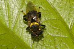 Lepidomyia