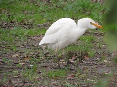 Bubulcus ibis