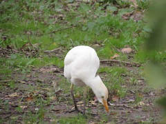 Bubulcus ibis
