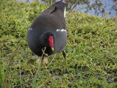 Gallinula chloropus