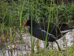 Gallinula chloropus