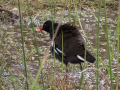 Gallinula chloropus