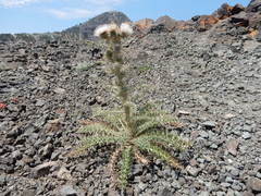 Cirsium cymosum canovirens