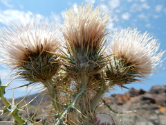Cirsium cymosum canovirens