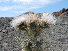 Cirsium cymosum canovirens