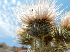 Cirsium cymosum canovirens