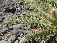 Cirsium cymosum canovirens