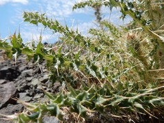 Cirsium cymosum canovirens