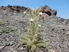 Cirsium cymosum canovirens