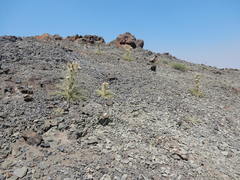 Cirsium cymosum canovirens
