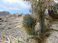 Cirsium cymosum canovirens