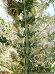 Cirsium cymosum canovirens
