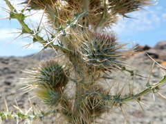 Cirsium cymosum canovirens