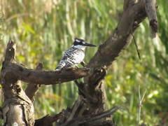 Ceryle rudis