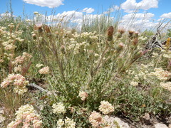 Cirsium cymosum canovirens