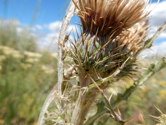 Cirsium cymosum canovirens