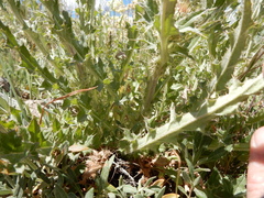 Cirsium cymosum canovirens