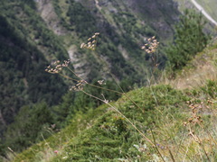 Seseli pallasii