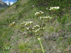 Seseli pallasii