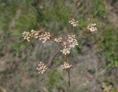 Seseli pallasii