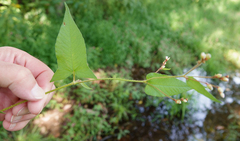 Persicaria arifolia