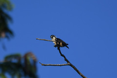 Microhierax fringillarius