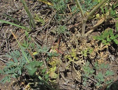 Seseli pallasii