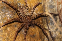 Heteropoda amphora