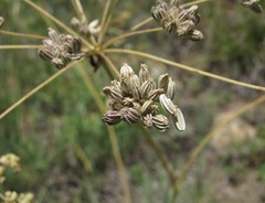 Seseli pallasii
