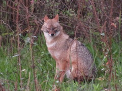 Canis aureus syriacus