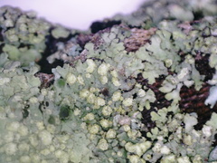 Phaeophyscia orbicularis