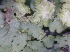 Phaeophyscia orbicularis