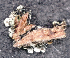 Phaeophyscia orbicularis