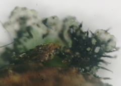 Phaeophyscia orbicularis
