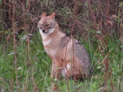 Canis aureus syriacus