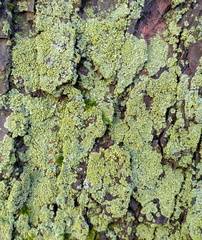 Phaeophyscia orbicularis
