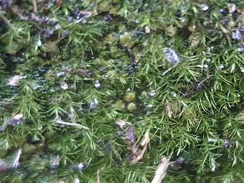 Image of Rhynchostegiella tenella by no rights reserved