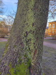 Phaeophyscia orbicularis