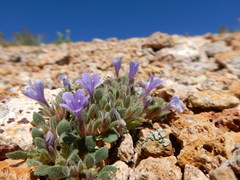 Collomia debilis trifida
