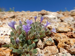 Collomia debilis trifida